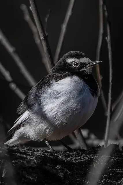 野鳥の写真