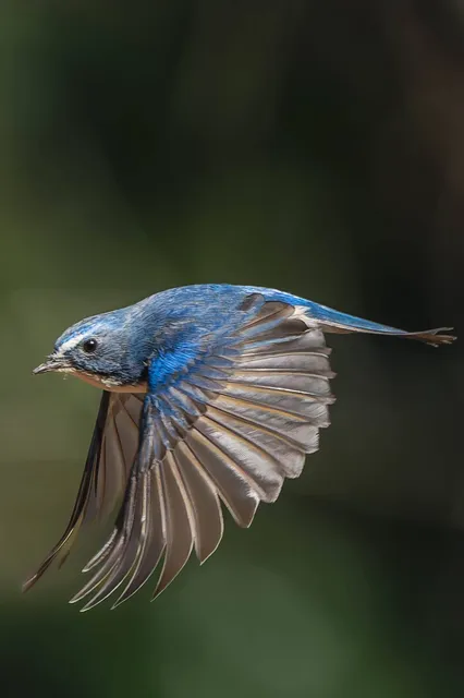野鳥の写真