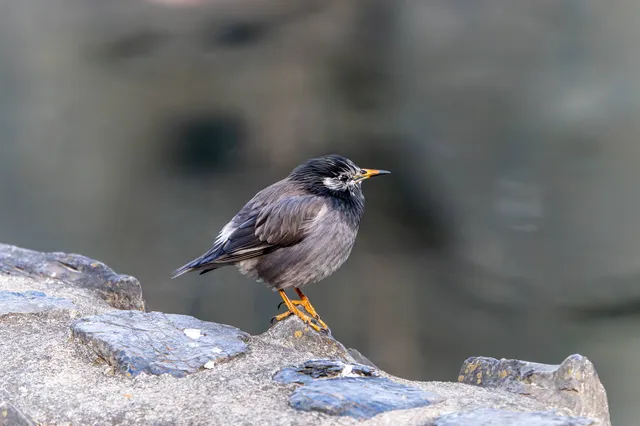 野鳥の写真