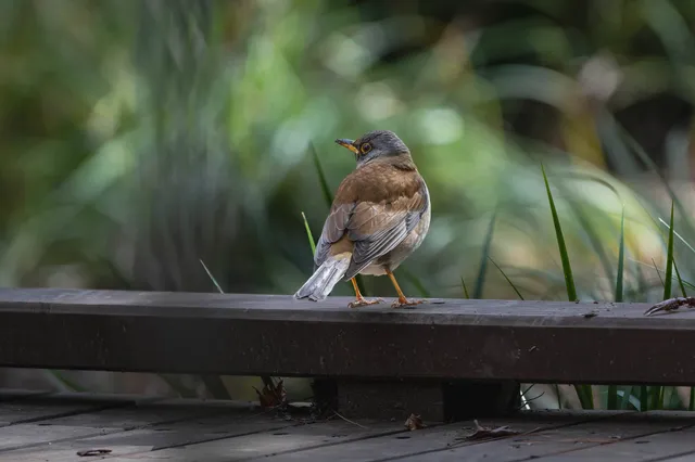 野鳥の写真