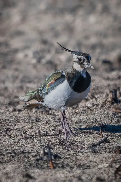 野鳥の写真
