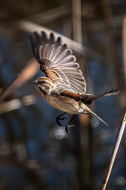 野鳥の写真