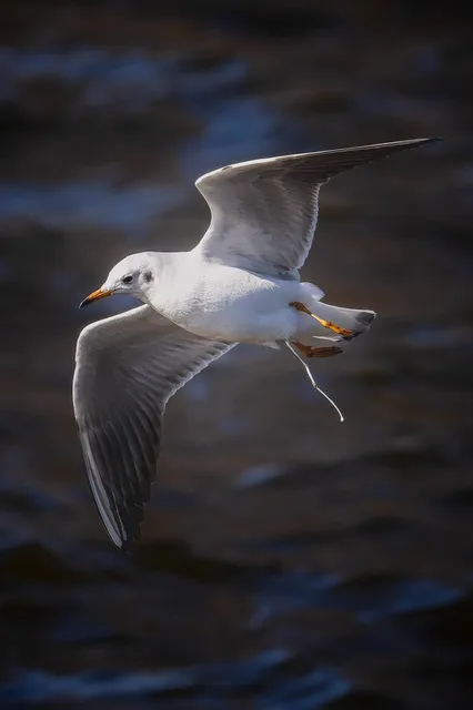 野鳥の写真