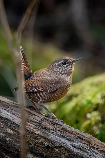 野鳥の写真