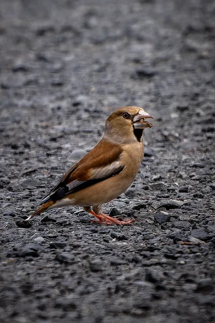 野鳥の写真
