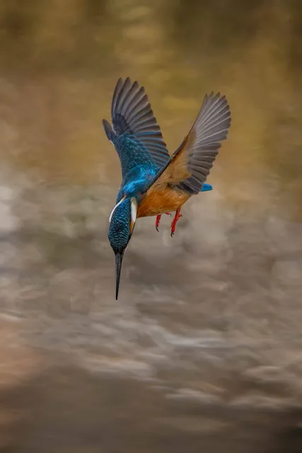 野鳥の写真