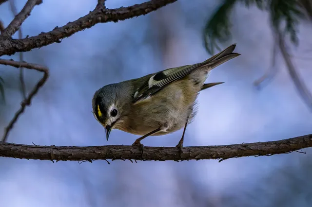 野鳥の写真