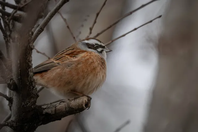 野鳥の写真