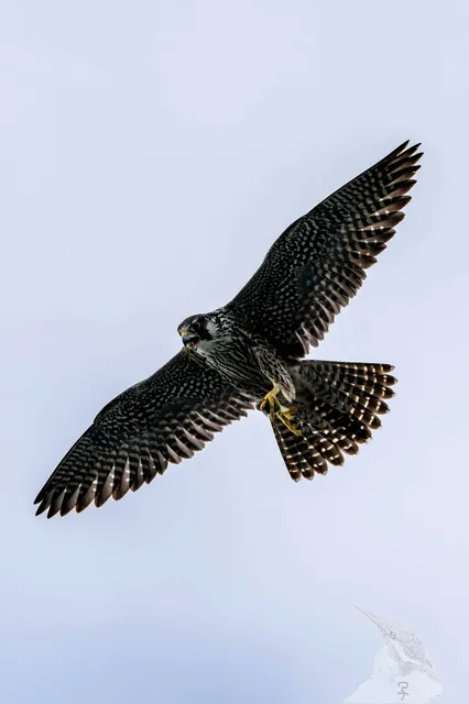 野鳥の写真