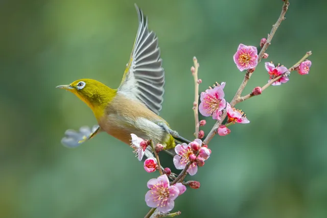 野鳥の写真