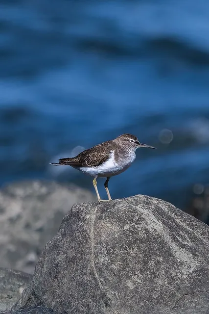 野鳥の写真
