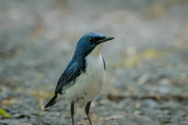 野鳥の写真