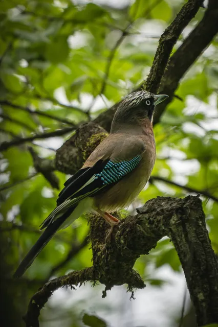 野鳥の写真