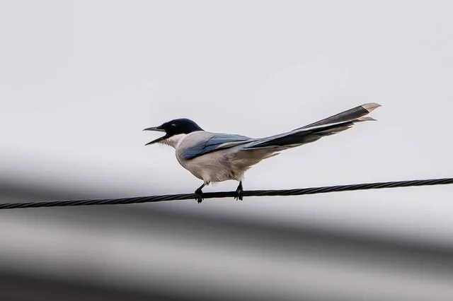 野鳥の写真