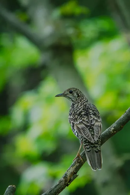 野鳥の写真