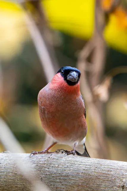 野鳥の写真