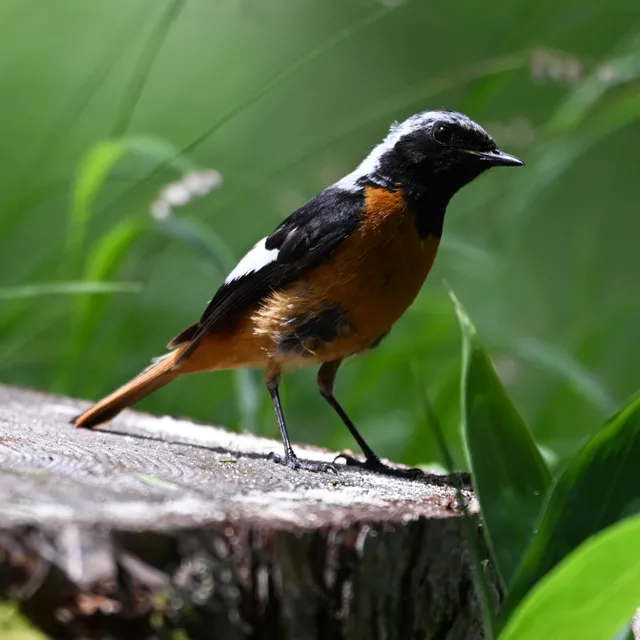Species Image