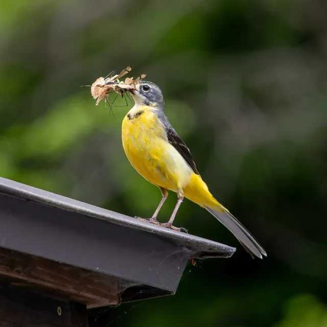 Species Image