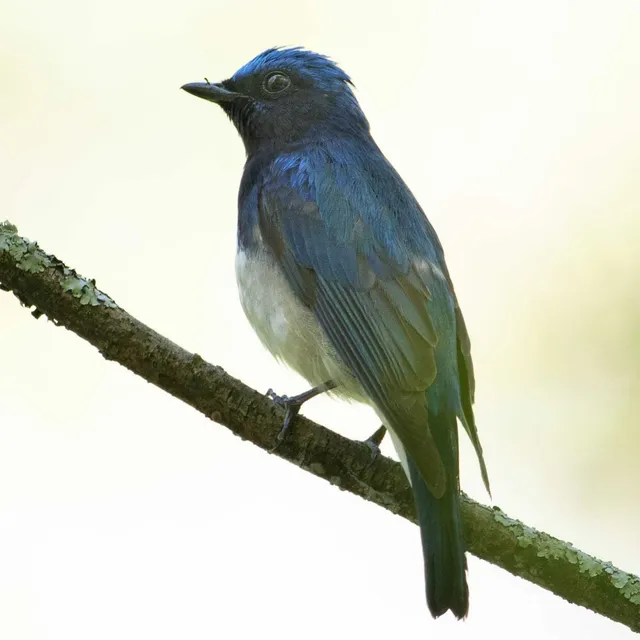 Species Image