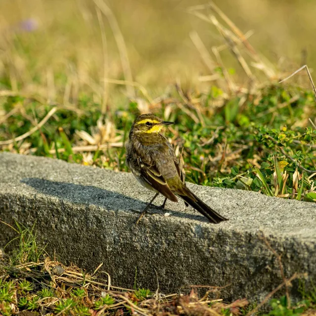 Species Image