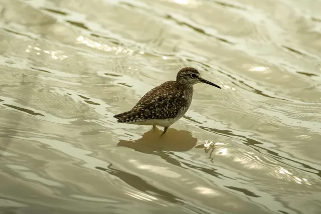 Species Image