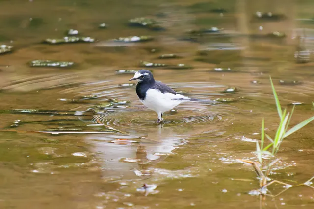Species Image