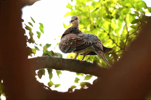 Species Image