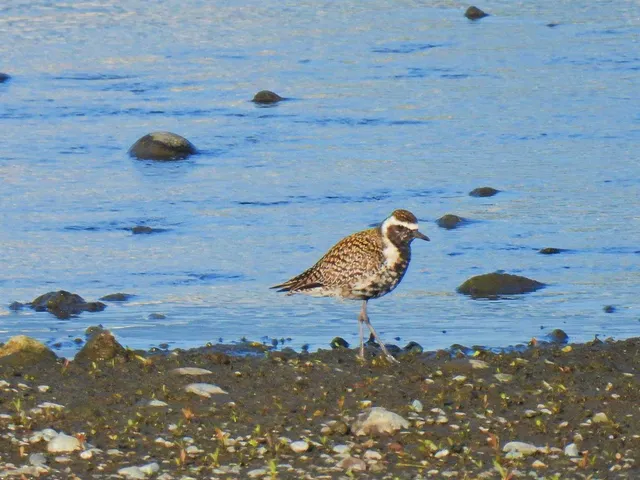 Species Image