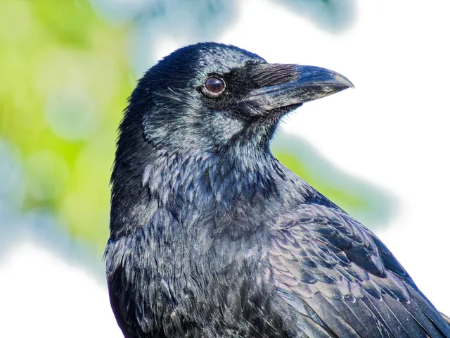 Species Image