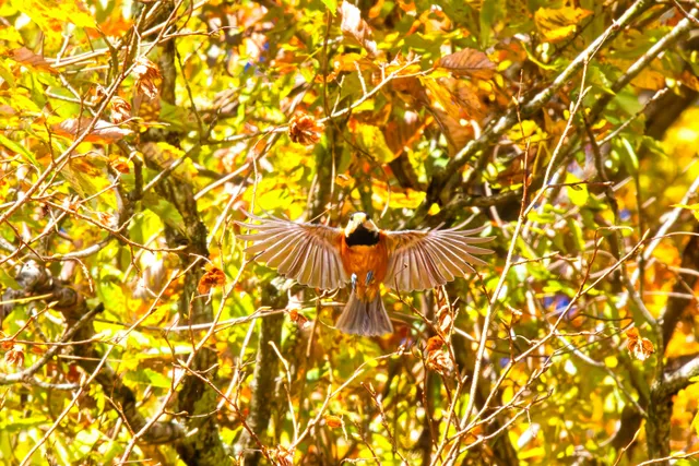 Species Image