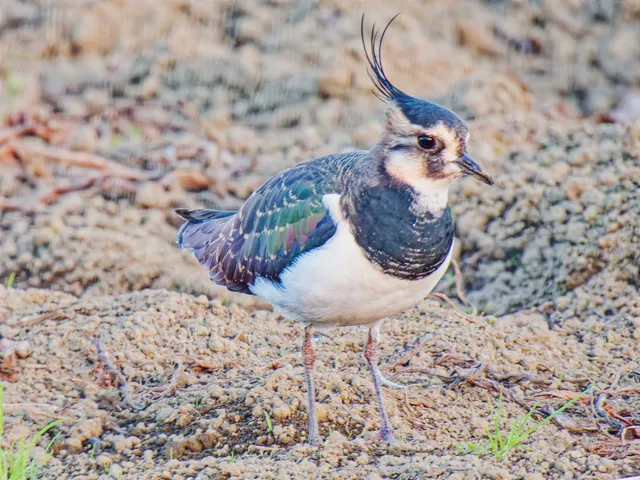 Species Image