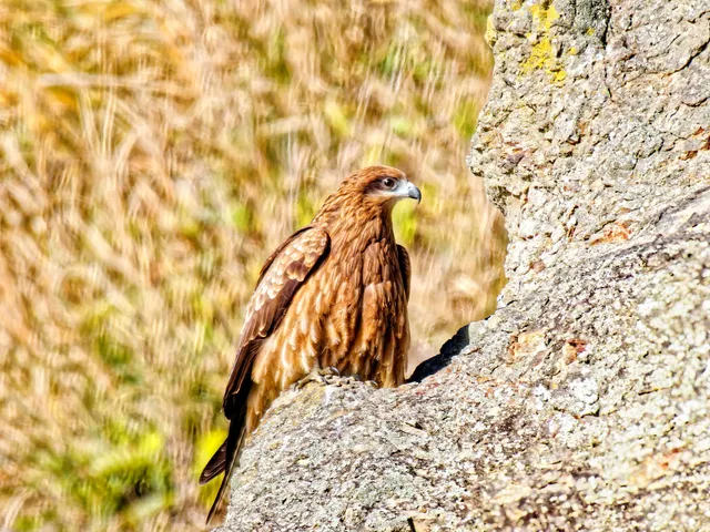Species Image