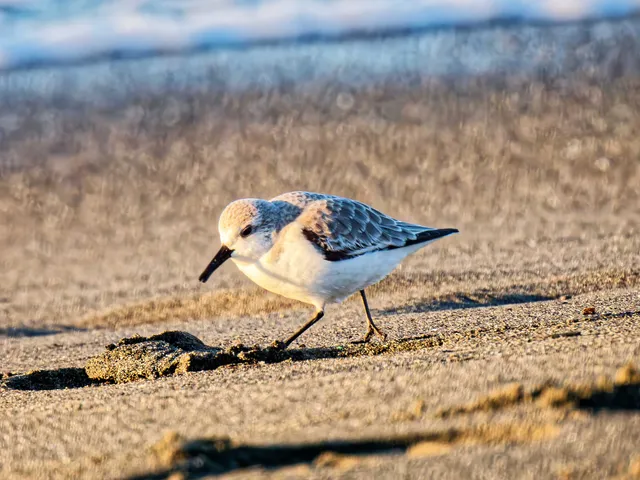 Species Image