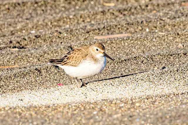 Species Image