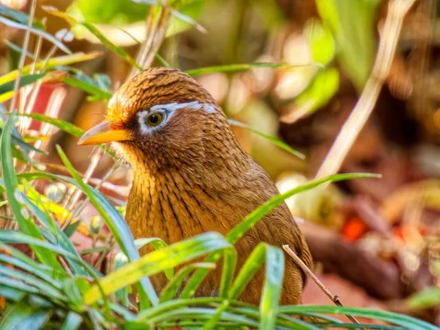 Species Image
