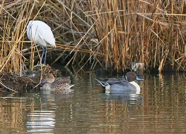 Species Image