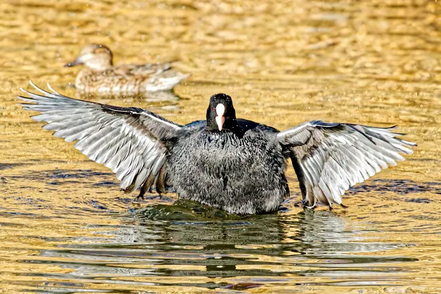 Species Image