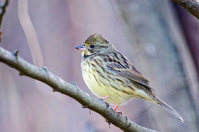 Species Image