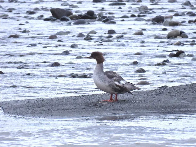 Species Image