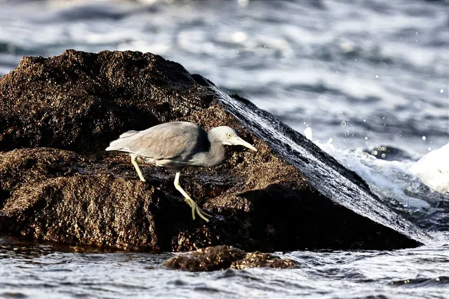 Species Image