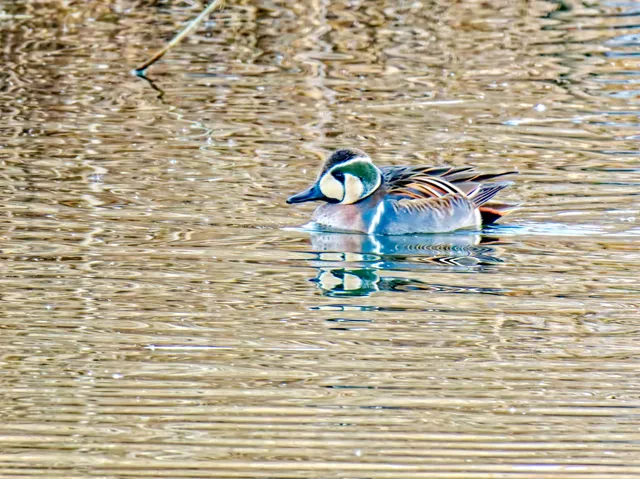 Species Image