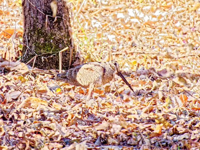 Species Image