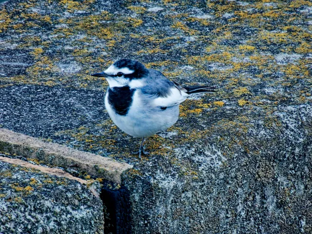 Species Image