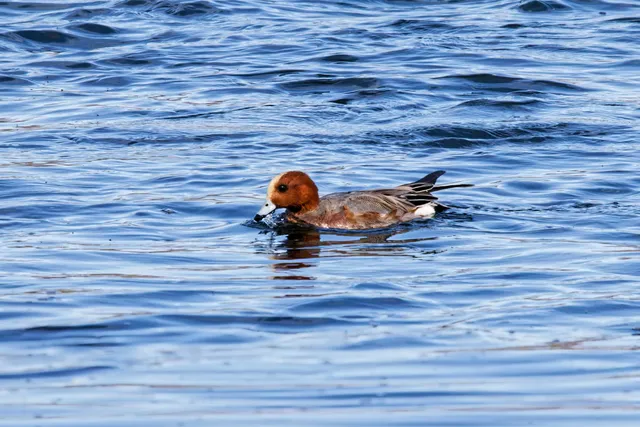 Species Image