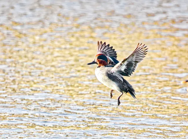 Species Image