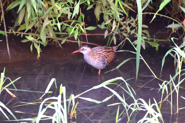 Species Image