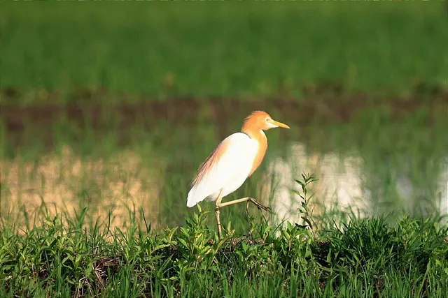 Species Image