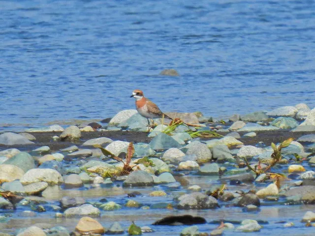 Species Image