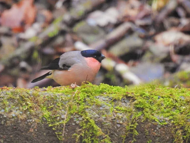 Species Image