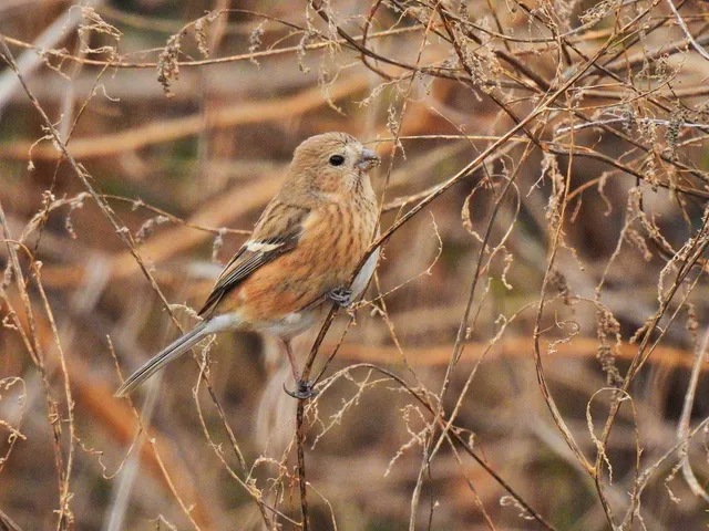 Species Image